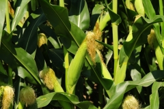 Field Corn Cobs #2521