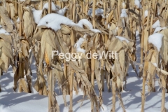 Field Corn Cobs Winter #3198