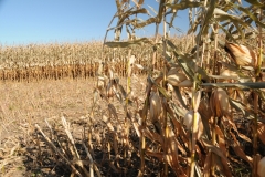 Field Corn Fall #2515
