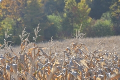 Field Corn Fall #2992