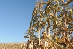 Field Corn Fall (v) #2514