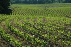 Field Corn Spring #1114