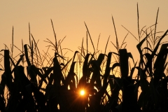 Field Corn Sunset #2846