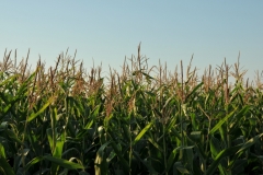 Field Corn Tall #2996