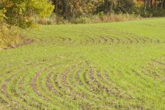 Field Fall Wheat #2524