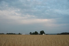 Field Grain Barley #1533