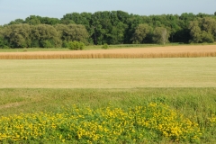 Field Grain Bloomfield #2849