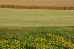 Field Grain Hay #2847