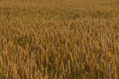 Field Grain Wheat #1822