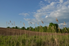 Field Grass Foreground #2999