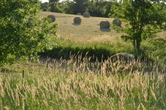 Field Hay Bales #3011