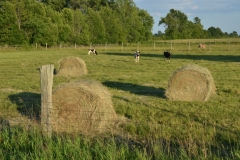 Field Hay Bales Calves #3000