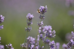 Field Lavendar Bee #3008