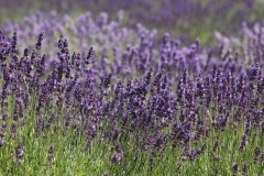 Field Lavendar Purple #3016