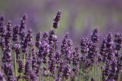Field Lavendar Purple Closeup #3015
