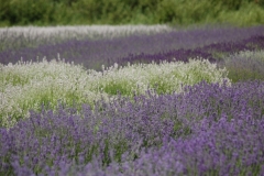 Field Lavendar Purple & White #3014
