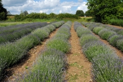 Field Lavender #1500