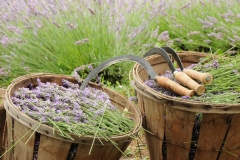 Field Lavender Baskets Full # 2155