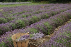 Field Lavender Baskets Rows #2156