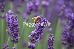 Field Lavender Bee #3556
