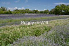 Field Lavender Beehives #3200