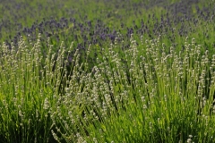 Field Lavender Closeup 2 #2153