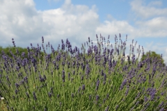 Field Lavender Closeup #2148