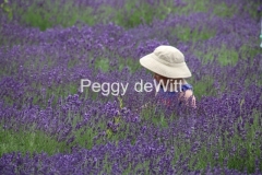 Field Lavender Hat #3557