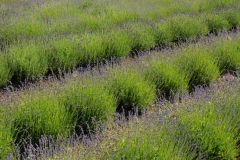 Field Lavender Rows #2150