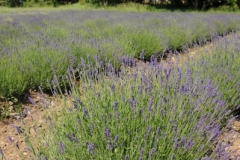 Field Lavender (v) #2147