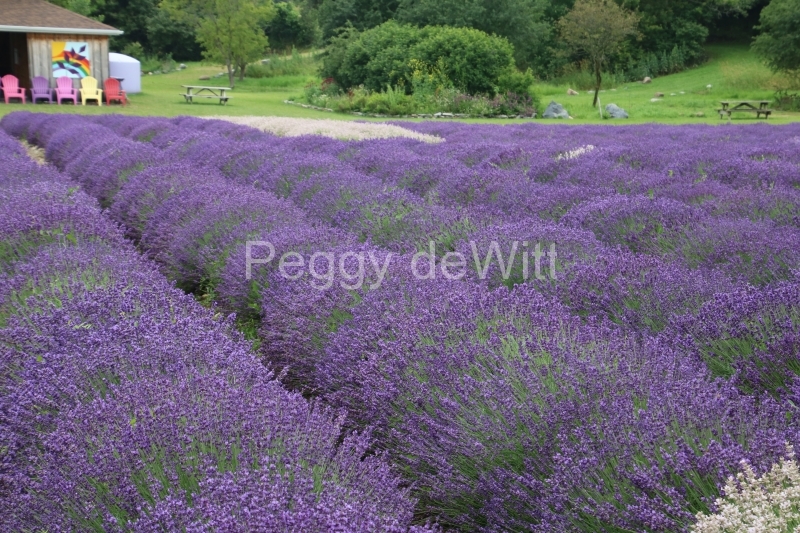 Field Lavender Fat Rows #3558