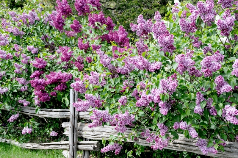 Lilacs Purple Rail Fence #3586