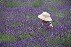 Field Lavender Hat #3557