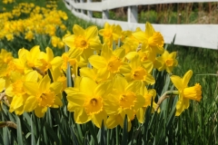 Flowers Daffodils Fence #3213