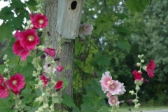 Flowers Hollyhock Birdhouse (v) #2163