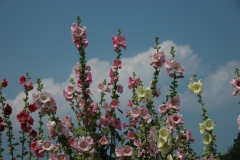 Flowers Hollyhocks Blue Sky #961