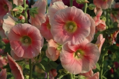Flowers Hollyhocks Soft Pink #1101