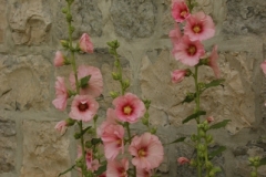 Flowers Hollyhocks Stone Wall (v) #1283