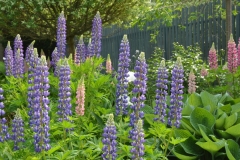Flowers Lupins Blue #3216