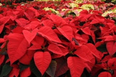 Flowers Poinsettia Red 3 #2261