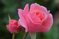 Flowers Rose Pink Peachie #3237