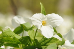 Flowers Trilliums White #3242