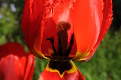 Flowers Tulip Inside #1872