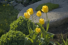 Flowers Tulips Yellow #944