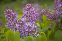 Lilacs Closeup #690