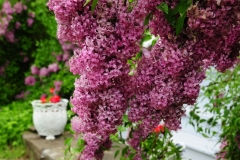 Lilacs Picton Macaulay House 2 #2571