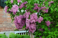 Lilacs Picton Macaulay House #2569