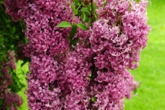 Lilacs Picton Macaulay House (v) #2570