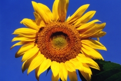 Sunflower #227