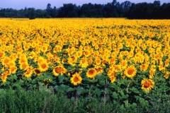 Sunflowers Field #225